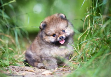 küçük pomeranian köpek yavrusu