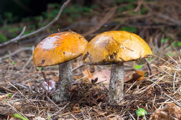 Gros plan deux champignons de la tige de la gale à chapeau rouge dans la forêt — Photo