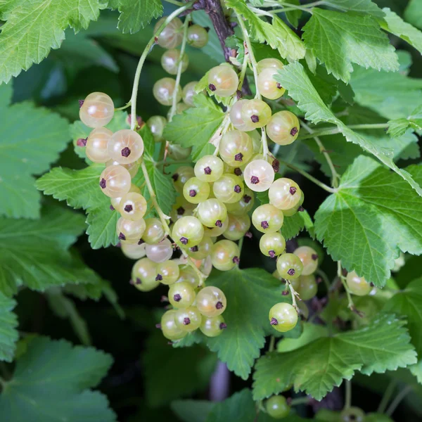 White currant berries — Stock Photo, Image