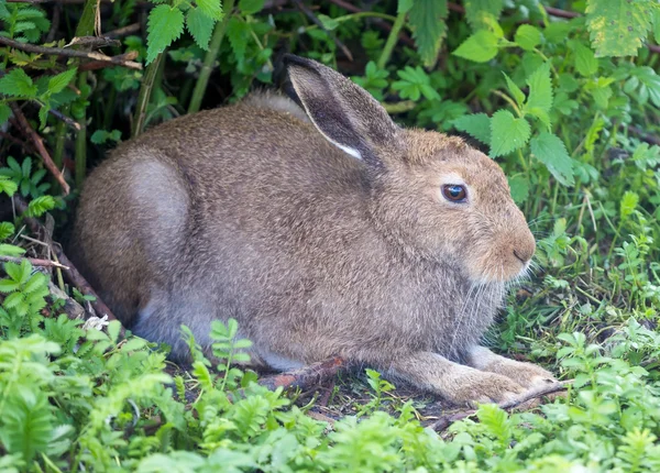 European hare — Stock Photo, Image