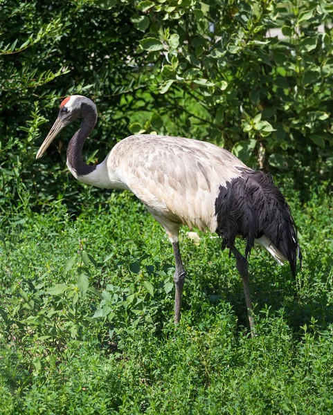 Japanese Crane — Stock Photo, Image