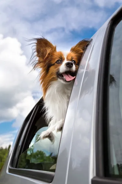 Papillon perro en coche — Foto de Stock