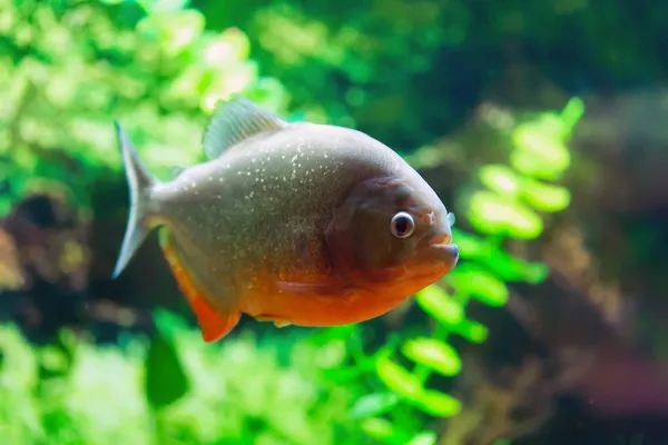 Rode piranha — Stockfoto