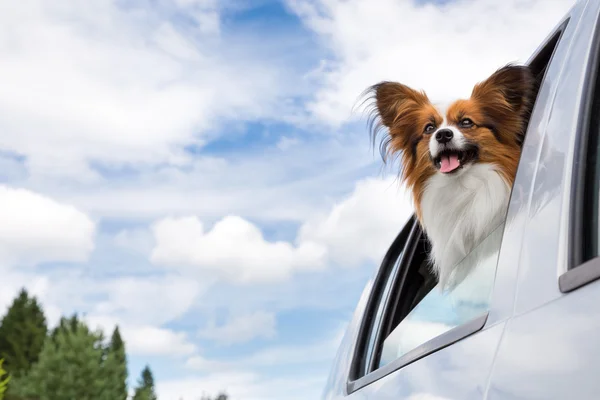 Papillon dog traveling in car — Stock Photo, Image