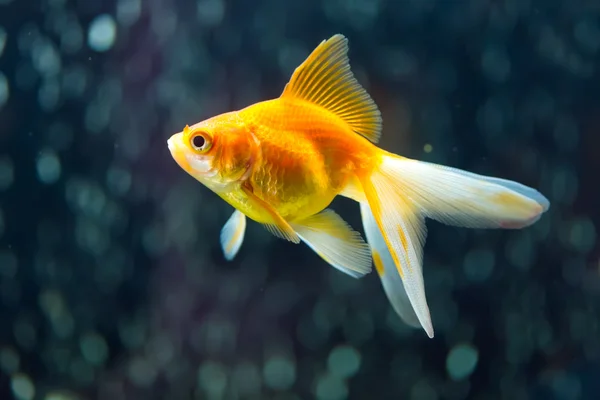 Fantail Goldfish — Stock Photo, Image