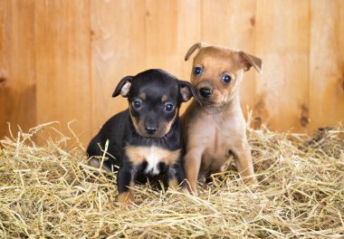 İki Rus oyuncak terrier yavruları