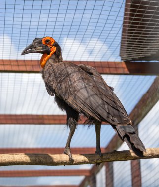 southem kara Kartallar