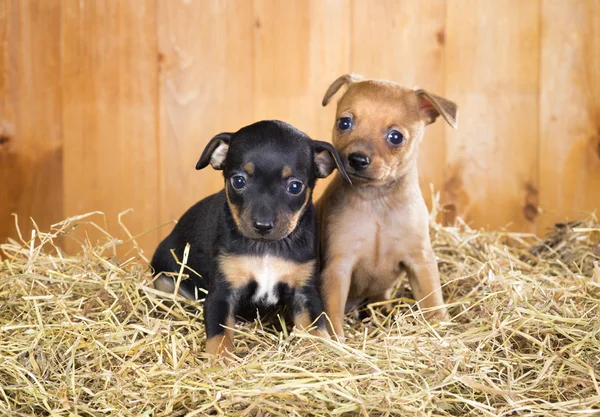 Dois cachorros de brinquedo russo Terrier — Fotografia de Stock