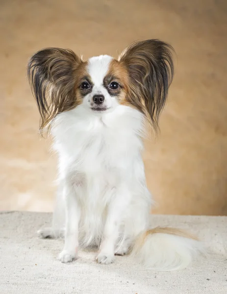 Retrato de um cão Papillon — Fotografia de Stock