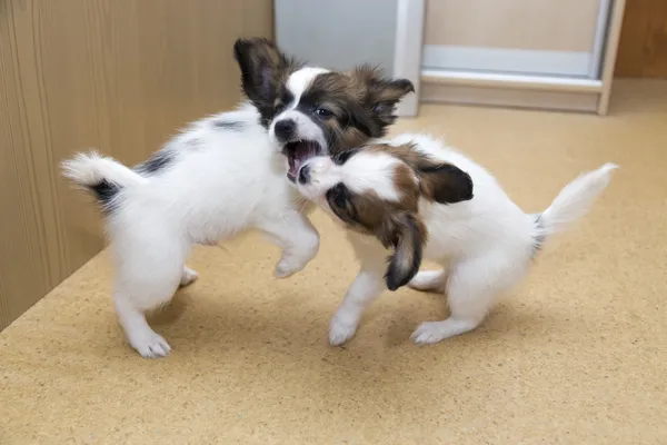 Two Papillon puppy playing — Stock Photo, Image