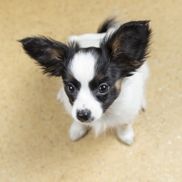 Roztomilé štěně papillon sezení — Stock fotografie