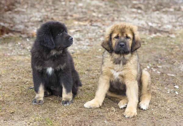 Tibetaanse mastiff pups — Stockfoto