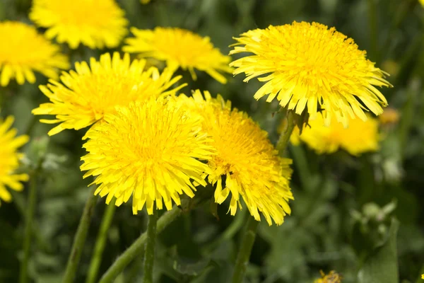 Yellow dandelions in meadow — Stock Photo, Image