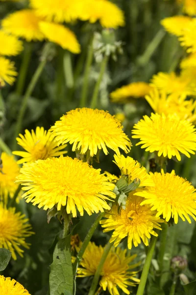 Yellow dandelions in meadow — Stock Photo, Image