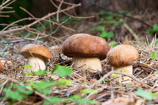 在天然环境中的三个牛肝菌蘑菇 — 图库照片