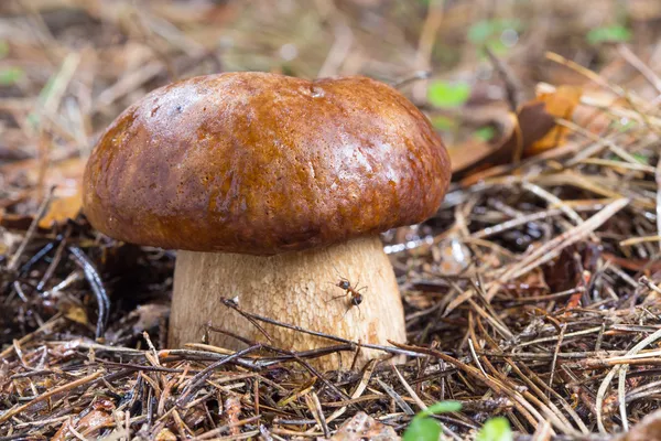 Porcini Mushroom in natural enviroment — Stock Photo, Image