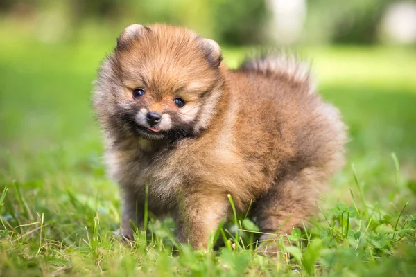 Liten pomeranian valp — Stockfoto