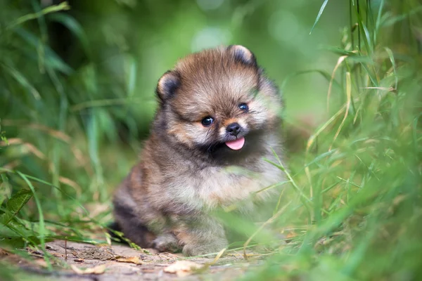 Pequeño cachorro de Pomerania en hierba — Foto de Stock