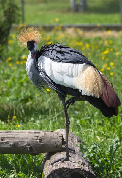 Gru incoronata — Foto Stock