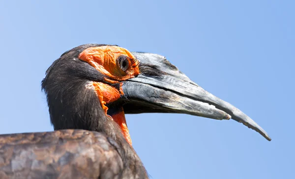 Südlicher Erdhornvogel — Stockfoto