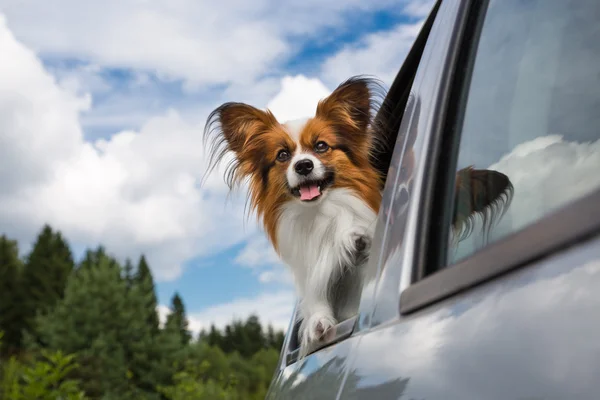 Cão viajando no carro — Fotografia de Stock