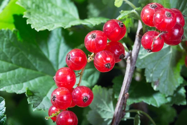 Red currant berries Stock Image