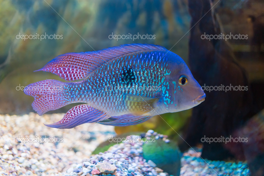 South 2024 american cichlids