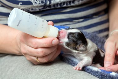 biberon ile beslenen köpek yavrusu