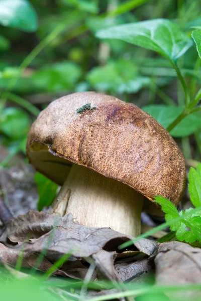 Porcini Mushroom in natural enviroment — Stock Photo, Image