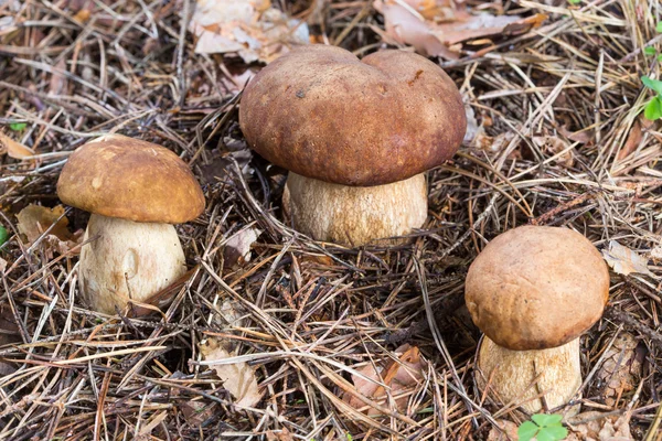 Close-up three Porcini mushroom in the forest — Stock Photo, Image