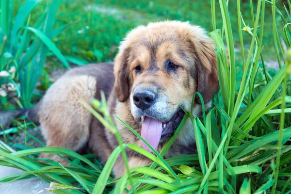 Tibetansk mastiff valp utomhus — Stockfoto