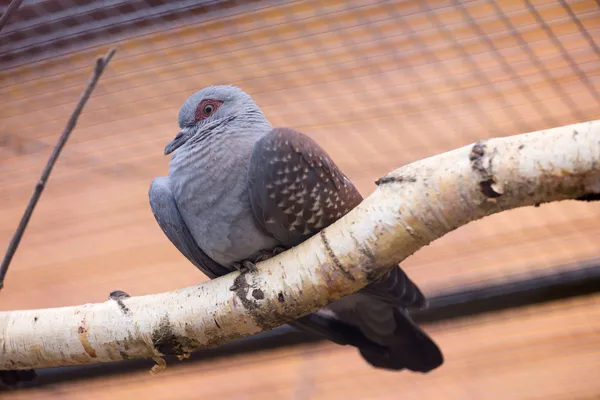 얼룩 덜 룩 한 비둘기 — 스톡 사진