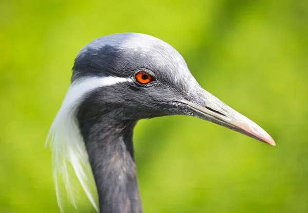 Anthropoides virgo — Foto Stock