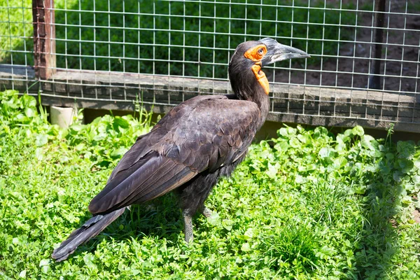 Südlicher Erdhornvogel — Stockfoto