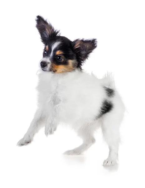 Papillon de cachorro brincalhão — Fotografia de Stock