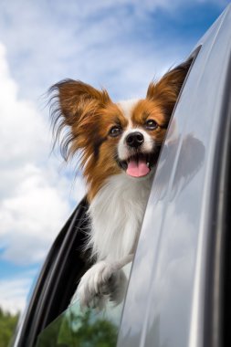 Arabada seyahat papillon köpek