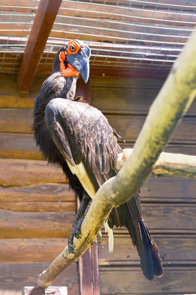 Südlicher Erdhornvogel — Stockfoto