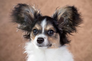 Papillon köpek yavrusu yakın çekim