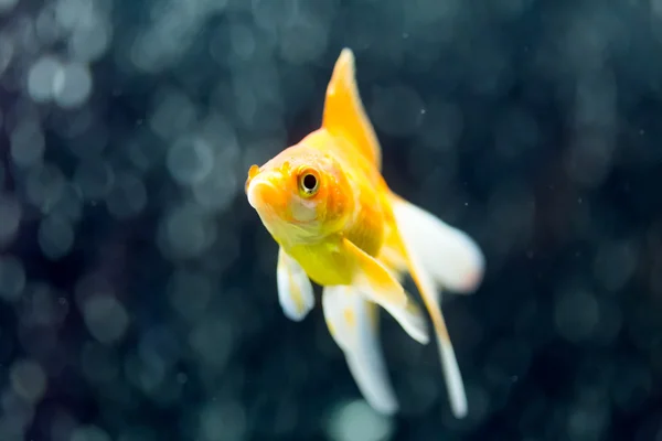 Fantail Goldfish — Stock Photo, Image