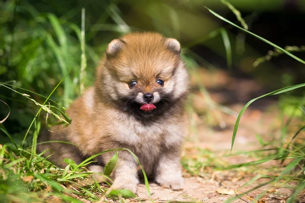 Küçük pomeranian köpek yavrusu çimen — Stok fotoğraf