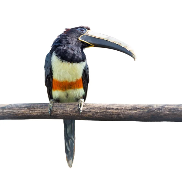 黑颈鹤 aracari — 图库照片