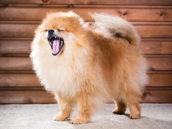 Porträtt pomeranian hund med öppen mun — Stockfoto