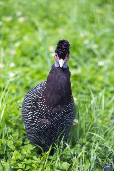 Crested Guineafowl — Stock Photo, Image