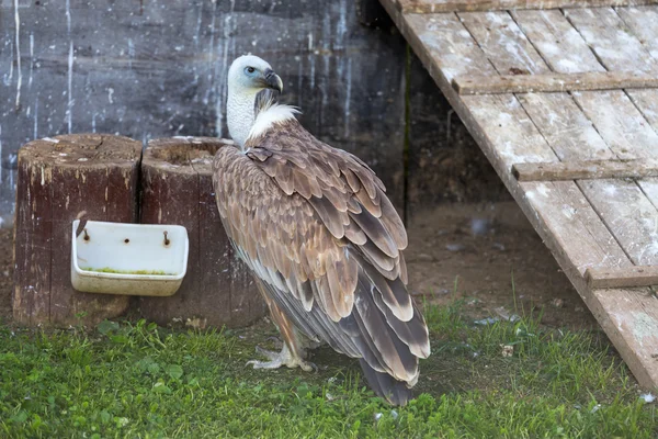 Gänsegeier — Stockfoto