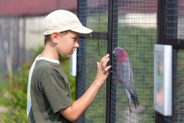 Fiú és papagáj — Stock Fotó