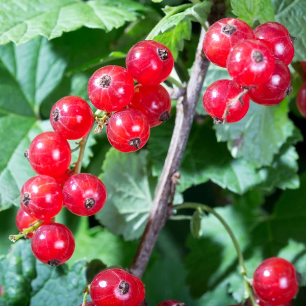 Rote Johannisbeeren — Stockfoto