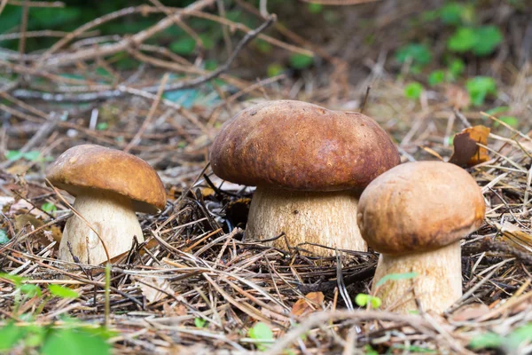 Three Porcini Mushroom in natural enviroment — Stock Photo, Image