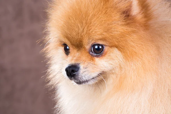 Közeli portré Pomerániai kutya — Stock Fotó