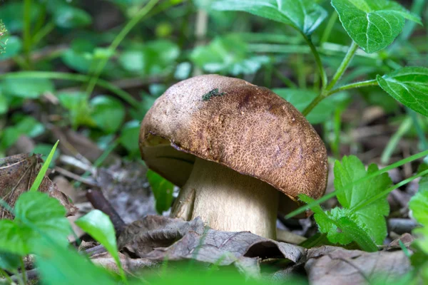 Porcini Mushroom in natural enviroment — Stock Photo, Image