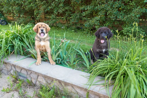 Dwa psy szczenię na zewnątrz — Zdjęcie stockowe